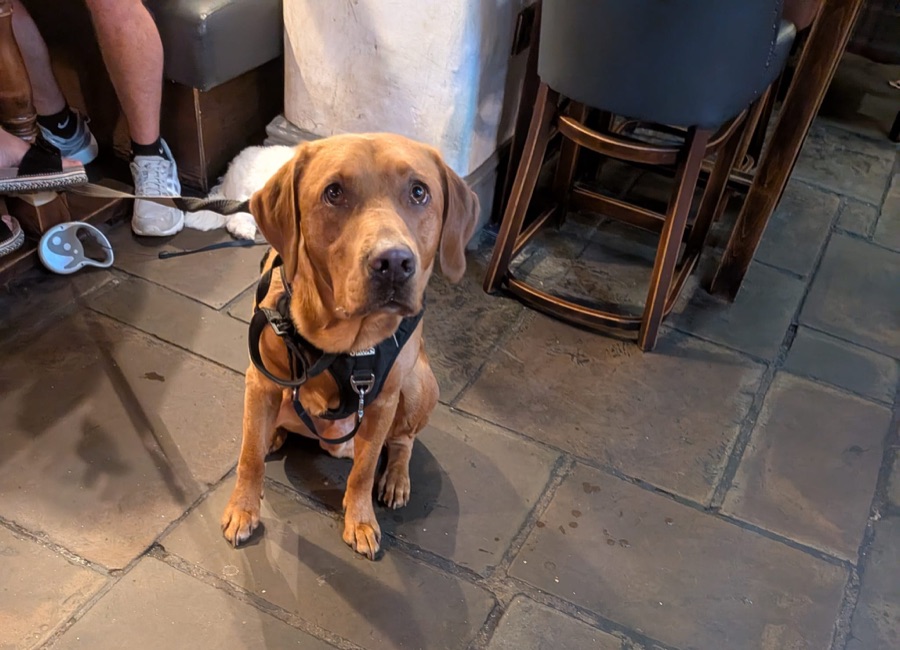 Barney, from the owner's photo