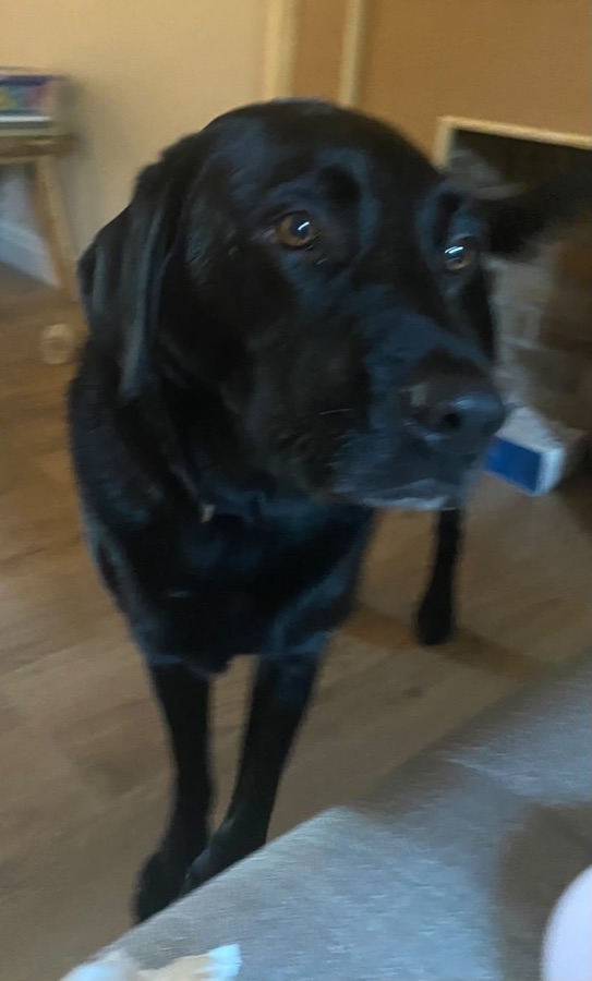 Mabel, from the owner's photo