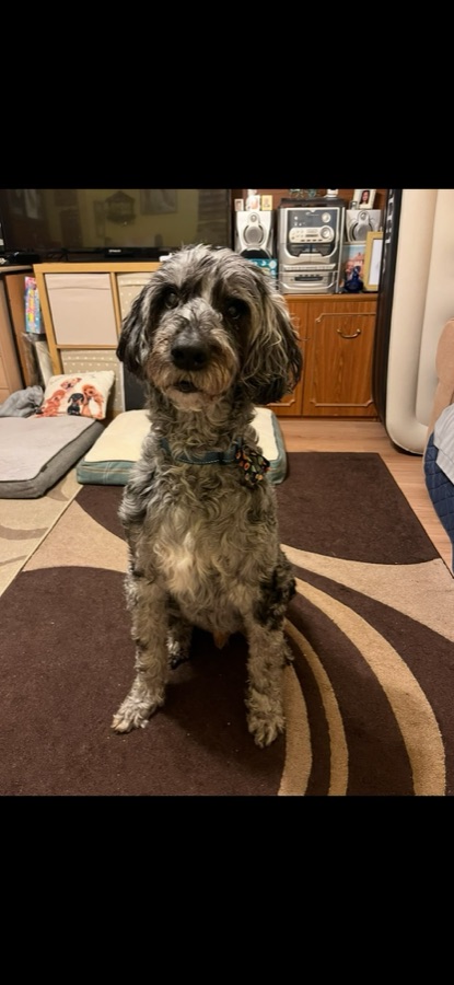 Doodle, from the owner's photo
