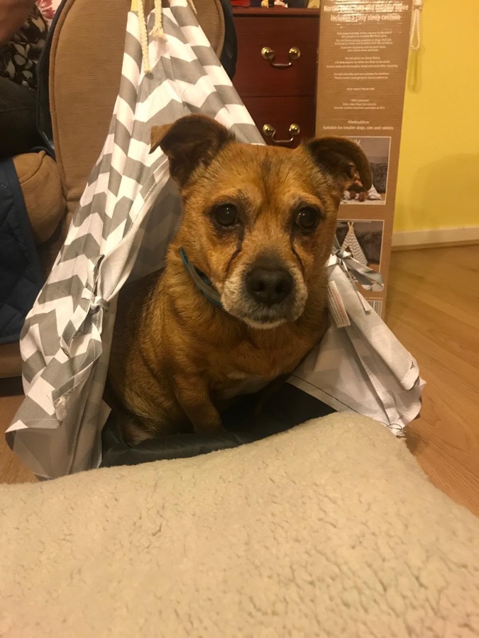 Teddy, from the owner's photo