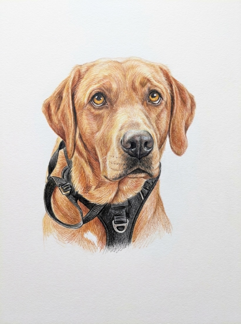 Barney as a colour-pencil portrait