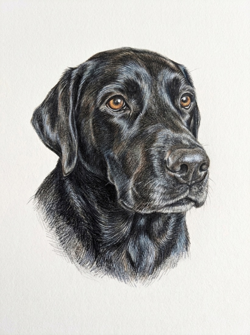 Mabel as a colour-pencil portrait