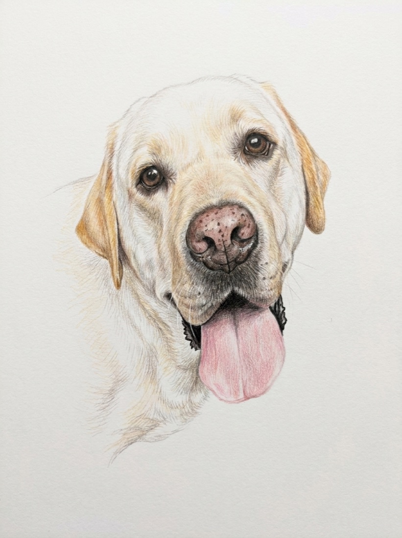 Diffy as a colour-pencil portrait