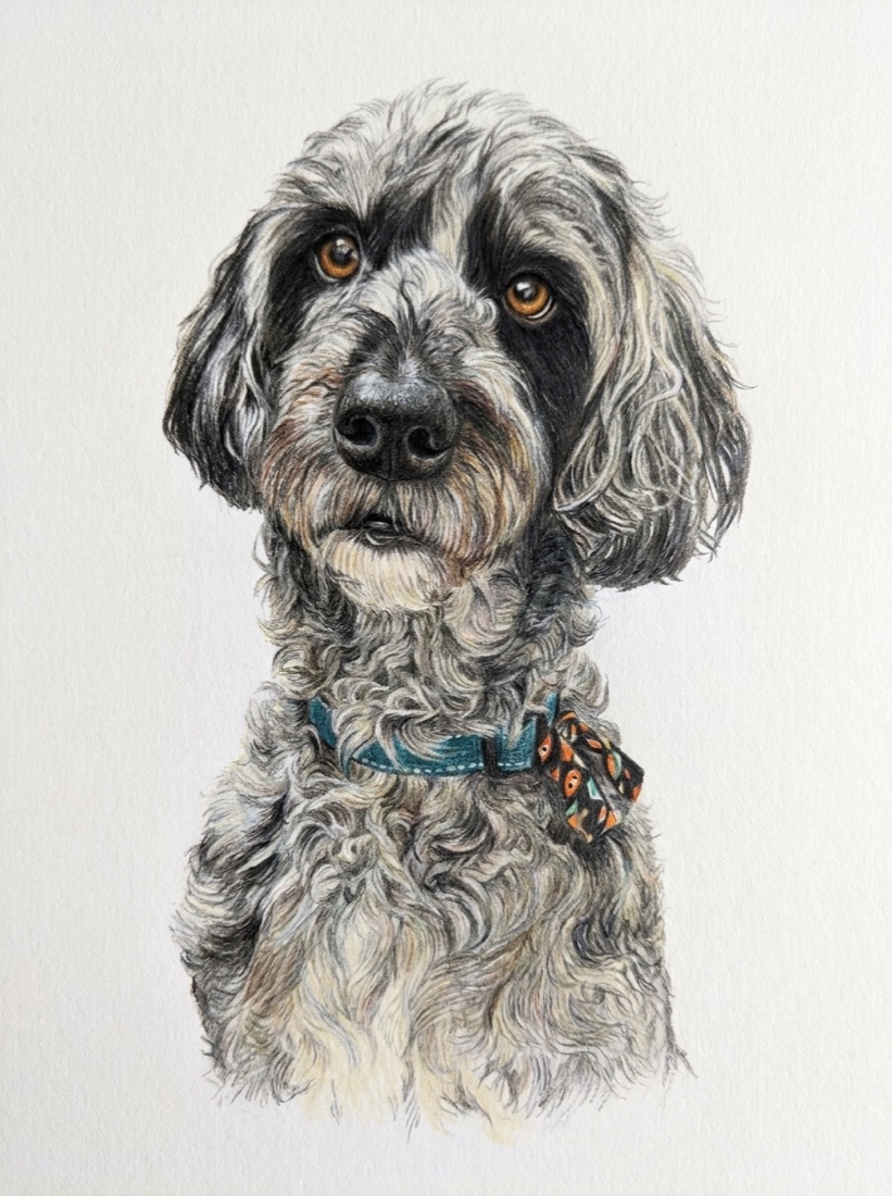 Doodle as a colour-pencil portrait