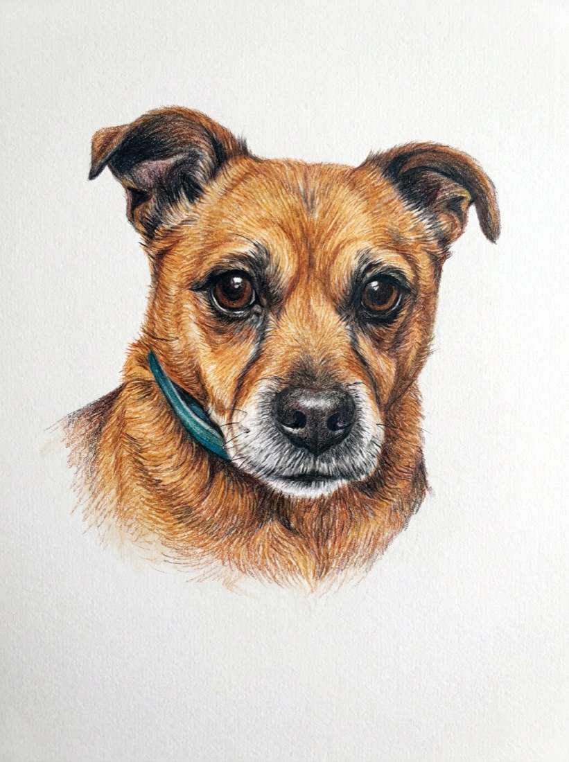 Teddy as a colour-pencil portrait